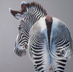 Zebra on Grey